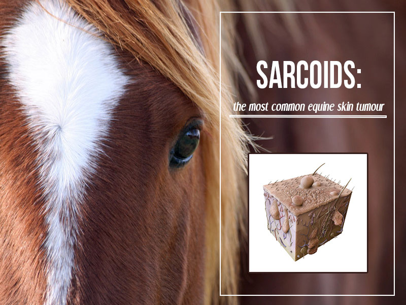 The Pet Professionals - Sarcoids - the most common equine skin tumour