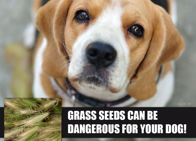 Grass Seeds Can Be Dangerous For Your Dog The Pet Professionals