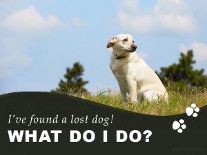 Dogs 29 - Ive found a lost dog