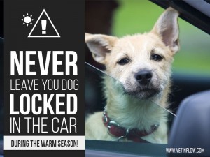 Dogs 30 - Never leave you dog locked in the car