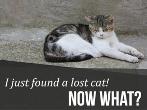I-just-found-a-lost-cat
