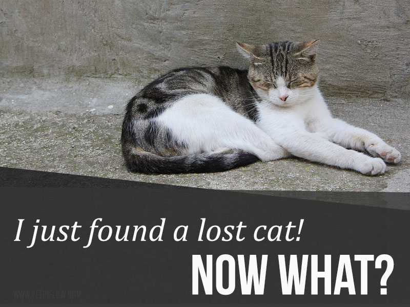 I just found a lost cat! – Now what? | The Pet Professionals