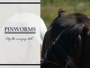 Pinworms, stop the annoying itch