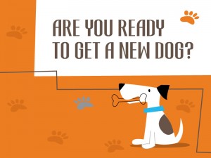 Sainsbury article - Are you ready to get a new dog