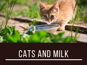 Cats 5 - Cats and milk
