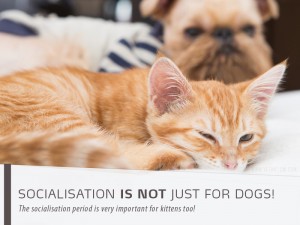 Cats 6 - Socialisation is not just for dogs