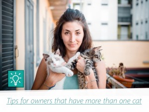 Cats 7 - Tips for owners that have more than one cat