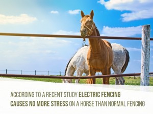 Horse 27 - Electric fencing causes no more stress on a horse than normal fencing