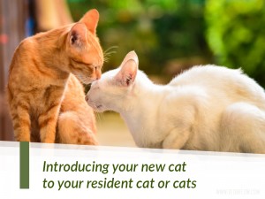 Cats 8 - Introducing your new cat to your resident cat or cats width=