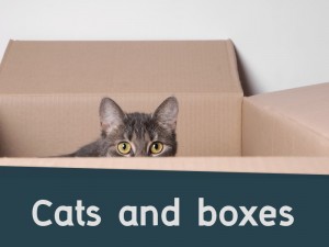 Cats 9 - Cats and boxes