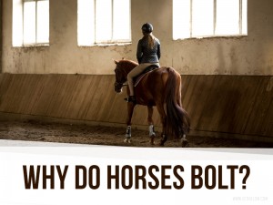 Horse 28 - Why do horses bolt