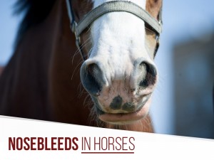 Horse 29 - Nosebleeds in horses