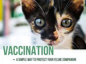 Cats 11 - Vaccination - A simple way to protect your feline companion