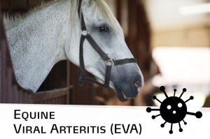 Horse 30 - Equine Viral Arteritis (EVA)