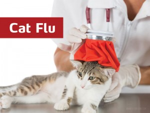 Cats 13 - Cat flu