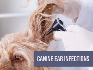 Dogs 36 - Canine ear infections