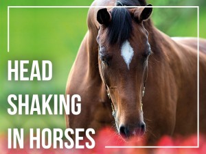 Horse 31 - Head shaking in horses