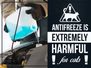 Cats 15 - Antifreeze is extremely harmful for cats!