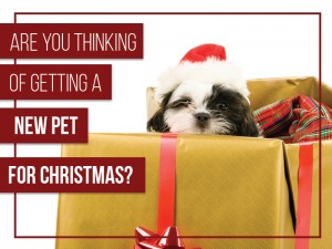 Dogs 37 - Are you thinking of getting a new pet for Christmas