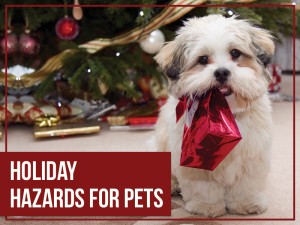 Dogs 38 - Holiday hazards for pets