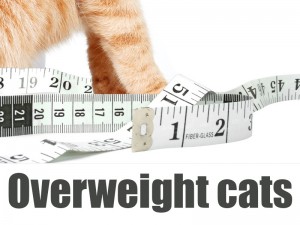 Cats 16 - Overweight cats