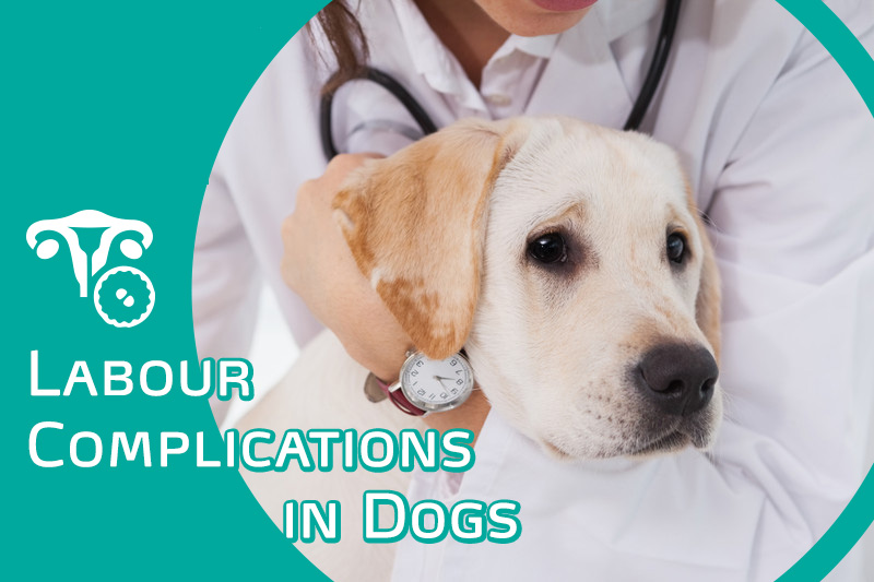 how do you know if your dog is having complications during labor