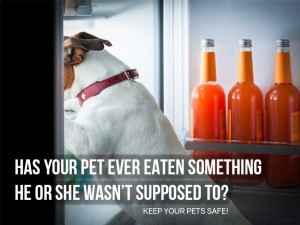 Dogs 39 - Has your pet ever ate something he or she wasn’t supposed to