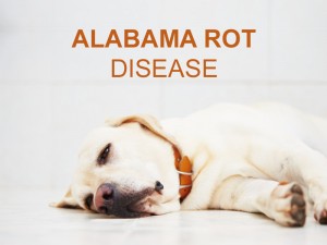 Dogs 41 - Alabama Rot Disease