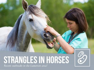 Horse 33 - Strangles in horses