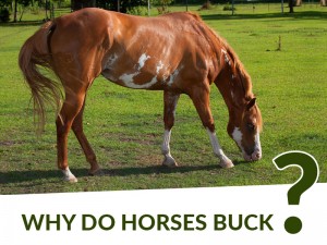 Horse 34 - Why do horses buck