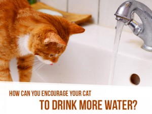 Cats-18---How-can-you-encourage-your-cat-to-drink-more-water
