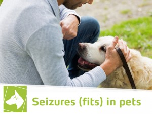 Dogs-42---Seizures-(fits)-in-pets