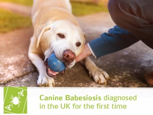 Dogs 43 - Canine Babesiosis diagnosed in the UK for the first time