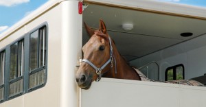 Horse-35---Horsebox-Safety-Week