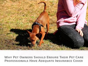 Blog post - The Pet Professionals - Why Pet Owners Should Ensure