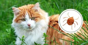 Cats - Parasites in Cats