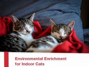 Cats-23---Environmental-Enrichment-for-Indoor-Cats