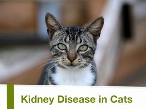 Cats 24 - Kidney Disease in Cats
