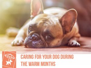 Dogs 46 - Caring for your dog during the warm months