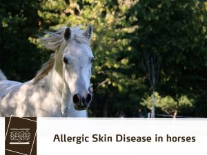 Horse 37 - Allergic Skin Disease in horses