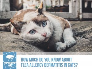 Cats 26 - How much do you know about flea allergy dermatitis in cats