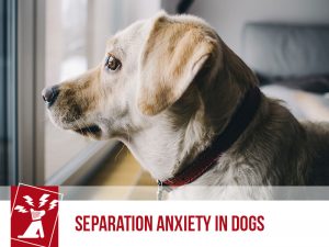 Dogs 47 - Separation Anxiety in Dogs