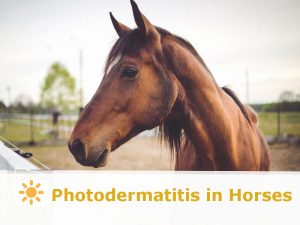 Horse 39 - Photodermatitis in Horses