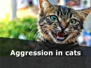 Cats 27 - Aggression in cats