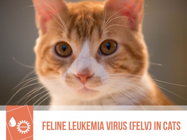 Feline Leukemia Virus (FeLv) in cats The Pet Professionals