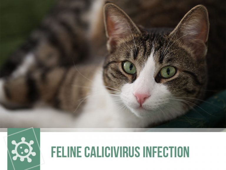 Feline Calicivirus Infection | The Pet Professionals