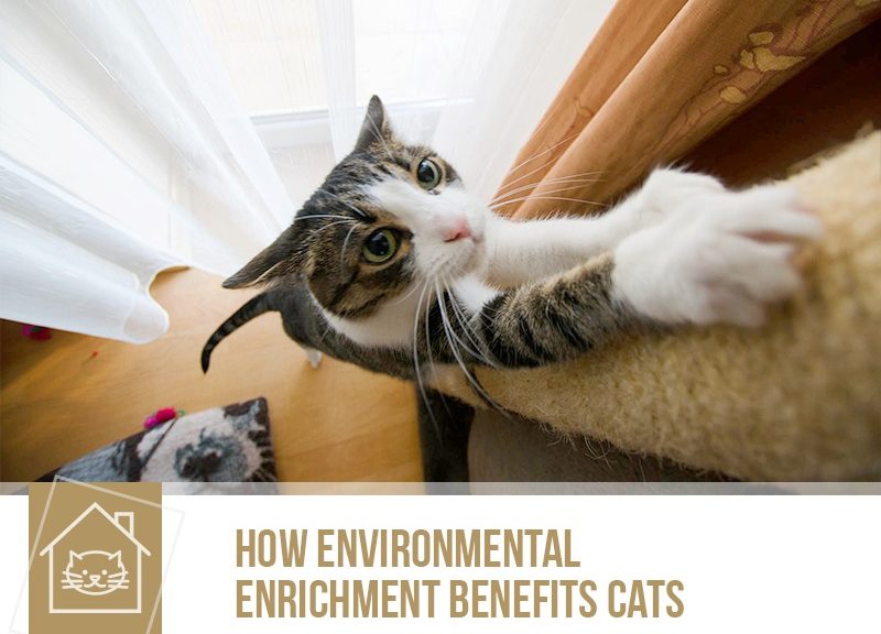 Benefits to Cats