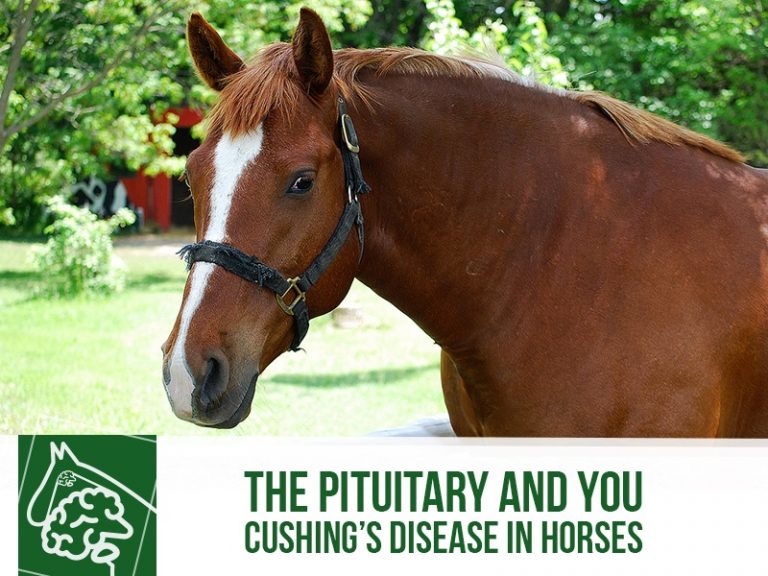 The Pituitary and You Cushing’s Disease in Horses The Pet Professionals