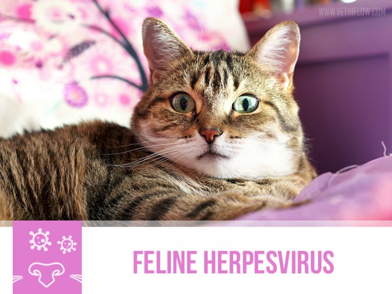 Feline Herpesvirus The Pet Professionals