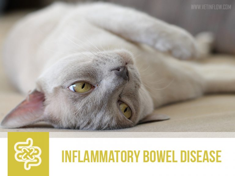 inflammatory-bowel-disease-the-pet-professionals